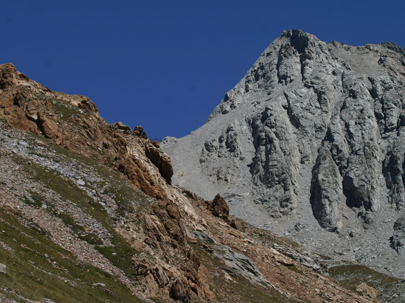 Leontopodium alpinum/ Stella alpina